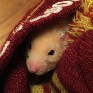 Meet your Posher, Maria